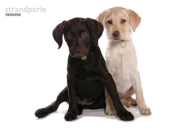Haushunde  schokoladebrauner und gelber Labrador Retriever  zwei Welpen  mit Halsbändern und Marken  sitzend