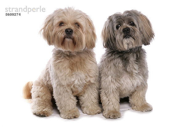 Haushunde  zwei ausgewachsene Shih Tzus  sitzend