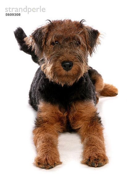 Haushund  Welsh Terrier  Welpe  liegend