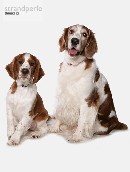 Haushunde  Welsh Springer Spaniels  ein ausgewachsener Hund und ein Welpe  sitzend  mit Halsband