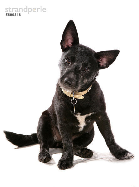 Haushund  ausgewachsener Mischling  sitzend  mit Halsband