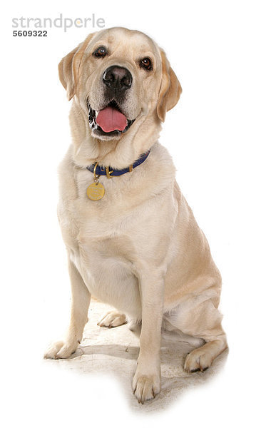 Haushund  gelber Labrador Retriever  ausgewachsener Hund  sitzend  mit Halsband und Marke