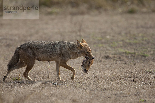 Goldschakal (Canis aureus)  ausgewachsenes Tier beim Fressen  trägt Kopf von totem Axishirsch (Axis axis) herum-  Kanha-Nationalpark  Madhya Pradesh  Indien  Asien