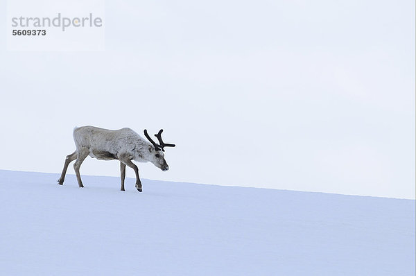 Rentier  Ren (Rangifer tarandus)  ausgewachsenes Tier läuft auf Schnee  Finnland  Europa