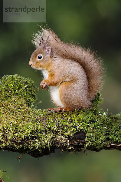 Eichhörnchen  Eichkätzchen (Sciurus vulgaris)  ausgewachsenes Tier sitzt auf einem Ast der mit Moos bedeckt ist  Dumfries  Schottland  Großbritannien  Europa