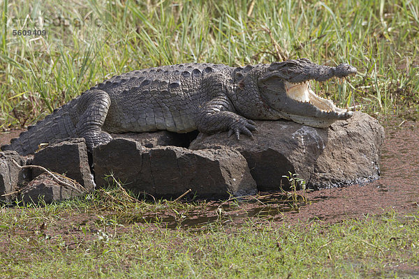Sumpfkrokodil (Crocodylus palustris)  ausgewachsenes Tier mit offenem Maul ruht auf einem Felsen im Wasser  Ranthambore-Nationalpark  Rajasthan  Indien  Asien