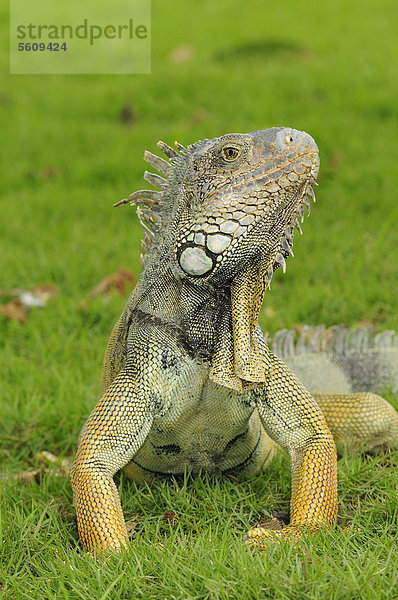 Grüner Leguan (Iguana iguana)  ausgewachsenes Tier steht im Gras  Parque Bolivar Park  Guayaquil  Ecuador  Südamerika