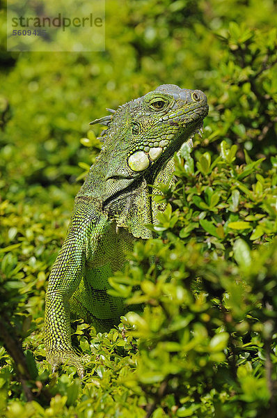 Grüner Leguan (Iguana iguana)  ausgewachsenes Tier im Grünen  Parque Bolivar Park  Guayaquil  Ecuador  Südamerika