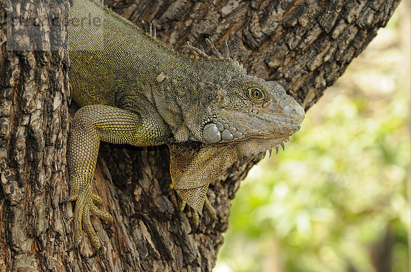 Grüner Leguan (Iguana iguana)  ausgewachsenes Tier steigt einen Baum hinunter  Parque Bolivar Park  Guayaquil  Ecuador  Südamerika