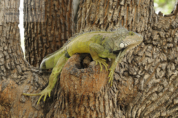 Grüner Leguan (Iguana iguana)  ausgewachsenes Tier sitzt auf einem Baum  Parque Bolivar Park  Guayaquil  Ecuador  Südamerika