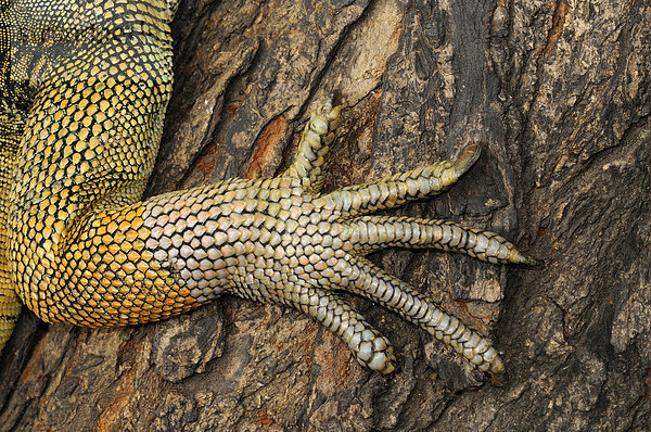 Grüner Leguan (Iguana iguana)  ausgewachsenes Tier  Nahaufnahme von einem Fuß  Parque Bolivar Park  Guayaquil  Ecuador  Südamerika