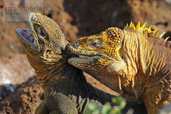 Galapagos-Landleguane (Conolophus subcristatus)  ausgewachsene Tiere paaren sich  Pärchen  Männchen beißt Weibchen in den Hals  Galapagos Inseln  Ecuador  Südamerika