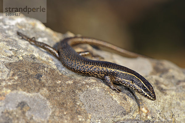 Streifenskink (Mabuya striata)  ausgewachsenes Tier sonnt sich auf Felsen  Drakensberge  Südafrika