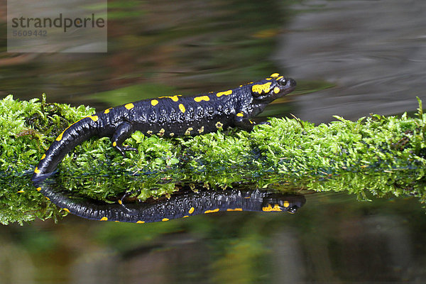 Feuersalamander (Salamandra salamandra)  ausgewachsenes Tier steht auf Moos an einem Teich  mit Spiegelung  Italien  Europa