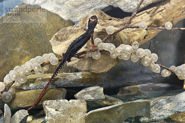 Nördlicher Brillensalamander (Salamandrina perspicillata)  ausgewachsenes Weibchen legt Eier auf Zweig unter Wasser ab  Italien  Europa