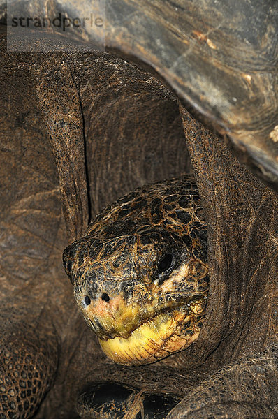 Galapagos-Riesenschildkröte (Geochelone nigra)  Alttier  Porträt  Galapagos-Inseln  Ecuador  Südamerika
