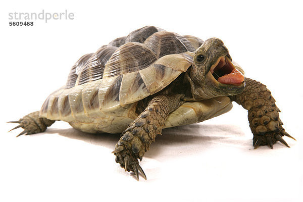 Griechische Landschildkröte (Testudo hermanni)  Alttier  mit offenem Maul