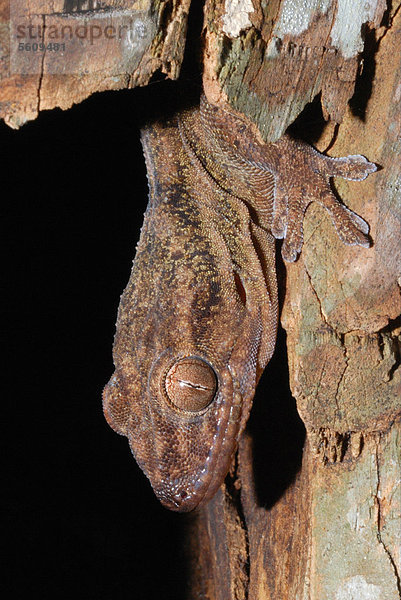 Gefleckter Samtgecko (Blaesodactylus sakalava)  Alttier  Porträt  schützend in einem verrottenden Stamm in einem stacheligen Wald  Zombitse National Park  Süd-Madagaskar  Afrika