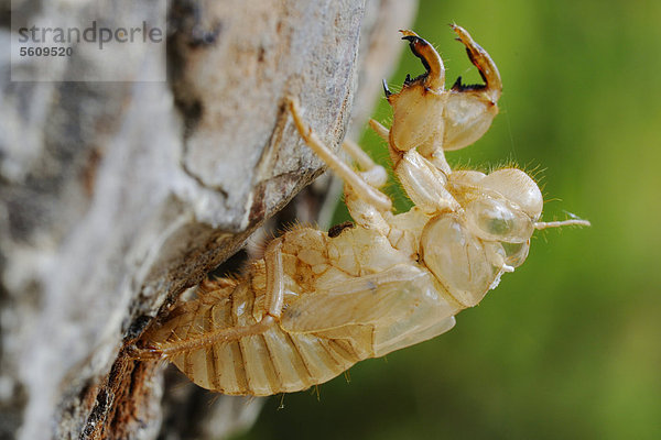 Mannazikade (Cicada orni)  Exuvie  leere Nymphenhülle  Italien  Europa
