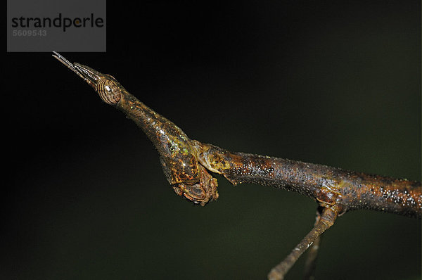 Pferdekopfheuschrecke (Apioscelis)  Jumping Stick Insect  springende Stabschrecke  Alttier  auf Blatt  Yasuni Nationalpark  Amazonien  Ecuador  Südamerika