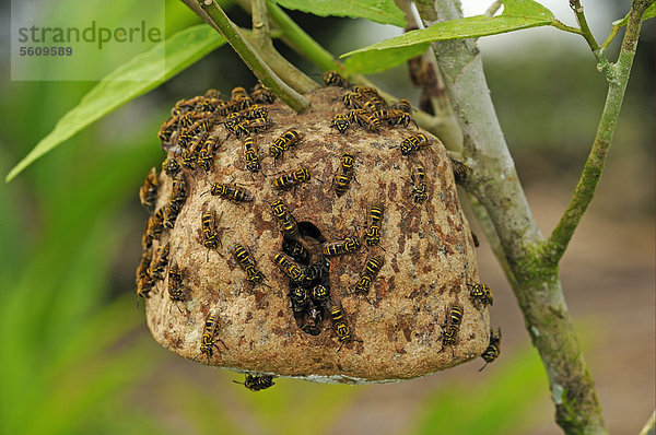 Feldwespen-Art (Apoica sp.)  adult  auf Nest  das an einem Busch hängt  Yasuni Nationalpark  Amazonas  Ecuador  Südamerika