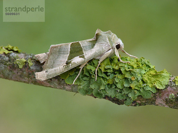Smaragdeule (Phlogophora scita)  ausgewachsenes Männchen ruht auf einem mit Flechten bewachsenen Zweig  Cannobinatal  Piemont  Norditalien  Europa