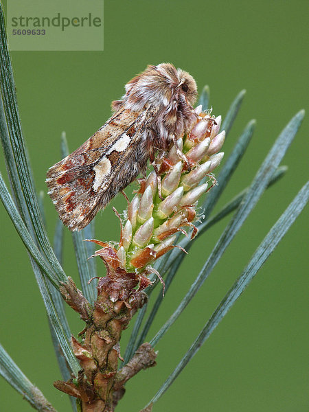 Kieferneule (Panolis flammea)  ausgewachsener Schmetterling sitzt getarnt auf einer Waldkiefer (Pinus sylvestris)  neuer Trieb  Leicestershire  England  Großbritannien  Europa