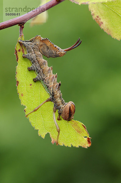 Buchen-Zahnspinner (Stauropus fagi)  Larve frisst am Blatt eines Schwarzdornbusches  Oxfordshire  England  Großbritannien  Europa