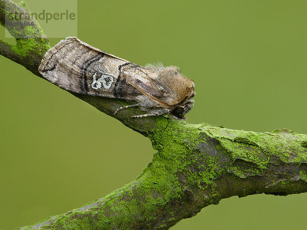 Augen-Eulenspinner (Tethea ocularis)  ausgewachsener Schmetterling ruht auf Zweig  Leicestershire  England  Großbritannien  Europa