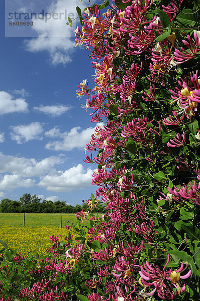Waldgeißblatt (Lonicera periclymenum)  blühend  wächst im ländlichen Habitat  Oxfordshire  England  Großbritannien  Europa