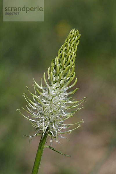 Ährige oder Weiße Teufelskralle (Phyteuma spicatum)  Blütenstand  Pyrenäen  AriËge  Frankreich  Europa