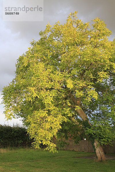 Echte Walnuss (Juglans regia)  nach einem Regen in einem sonnigen Garten  Suffolk  England  Großbritannien  Europa