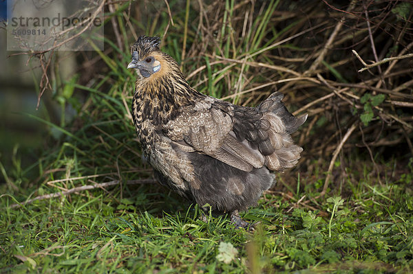 Haushuhn  Henne  Kreuzung aus Silkie und Battam steht im Gras  Whitewell  Lancashire  England  Großbritannien  Europa