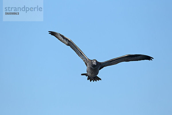 Basstölpel (Morus bassanus)  juvenil  im Flug  Algarve  Portugal  Europa