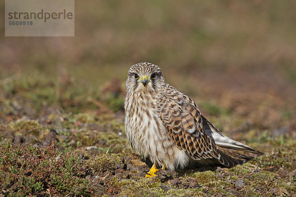 Turmfalke (Falco tinnunculus)  ausgewachsenes Weibchen steht auf dem Boden  Minsmere RSPB Reserve Naturschutzgebiet  Suffolk  England  Großbritannien  Europa