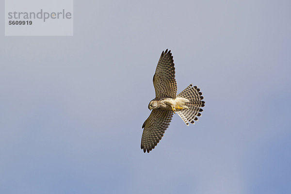 Turmfalke (Falco tinnunculus)  ausgewachsenes Weibchen im Flug  gleitet durch die Luft  Minsmere RSPB Reserve Naturschutzgebiet  Suffolk  England  Großbritannien  Europa