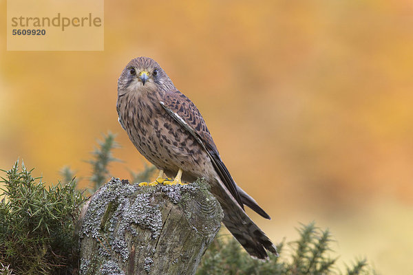 Turmfalke (Falco tinnunculus)  ausgewachsenes Weibchen sitzt auf Zaunpfahl neben Ginsterbusch  in Gefangenschaft  Berwickshire  Scottish Borders  Schottland  Großbritannien  Europa