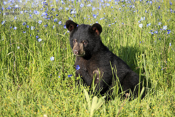 Amerikanischer Schwarzbär oder Baribal (Ursus americanus)  Jungtier  sechs Monate  sitzend auf Wiese  in Gefangenschaft  Montana  USA