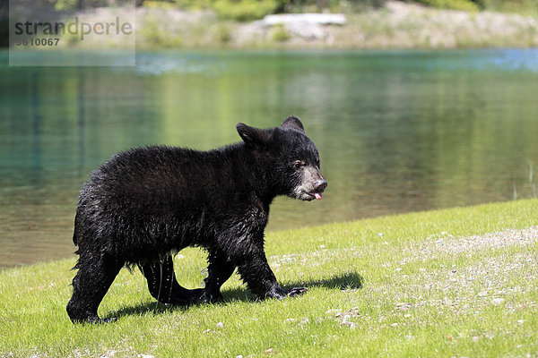 Amerikanischer Schwarzbär oder Baribal (Ursus americanus)  Jungtier  sechs Monate  mit feuchtem Fell auf Wiese laufend  in Gefangenschaft  Montana  USA