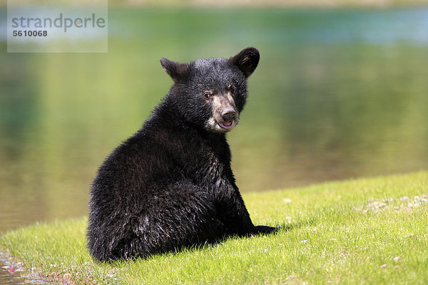 Amerikanischer Schwarzbär oder Baribal (Ursus americanus)  Jungtier  sechs Monate  sitzend am Wasserrand  in Gefangenschaft  Montana  USA