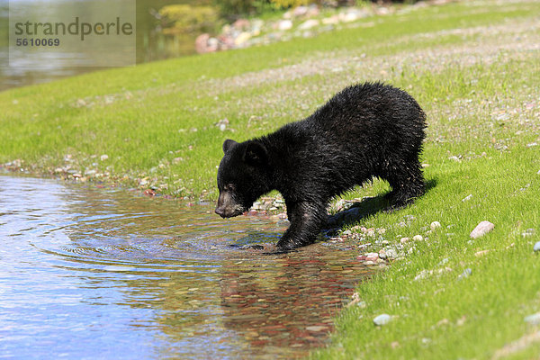 Amerikanischer Schwarzbär oder Baribal (Ursus americanus)  Jungtier  sechs Monate  beim Trinken am Wasserrand  in Gefangenschaft  Montana  USA