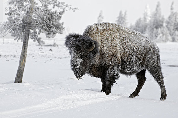 Amerikanischer Bison oder Büffel (Bison bison)  Alttier  Männchen  im Stand auf schneebedeckter Straße  Yellowstone Nationalpark  Wyoming  USA