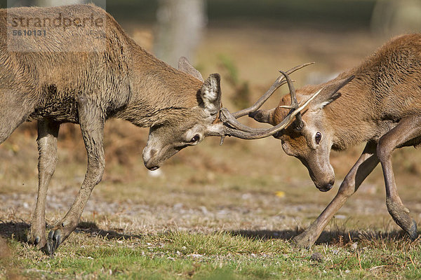 Rothirsch (Cervus elaphus)  zwei Junghirsche beim Kampf während der Brunftzeit  Minsmere RSPB Reserve  Vogelschutzreservat  Suffolk  England  Großbritannien  Europa