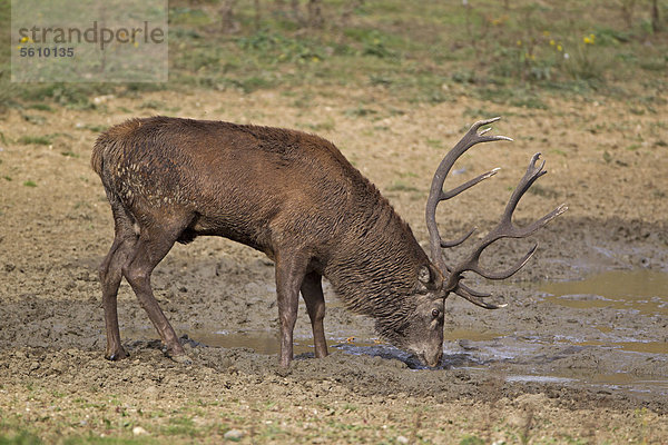 Rothirsch (Cervus elaphus)  Hirsch  beim Trinken aus Suhle  während der Brunftzeit  Minsmere RSPB Reserve  Vogelschutzreservat  Suffolk  England  Großbritannien  Europa