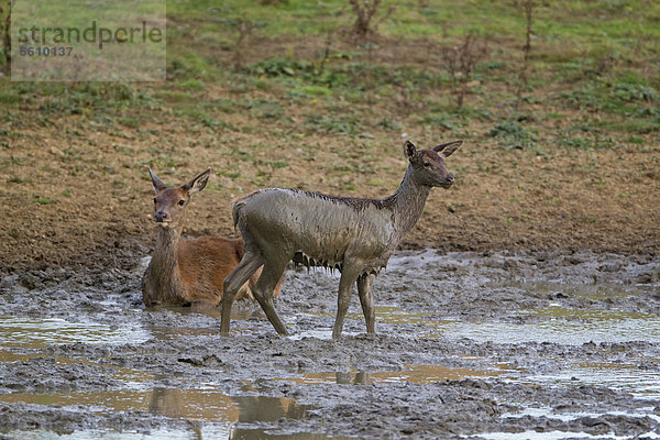 Rothirsch (Cervus elaphus)  Hirschkuh mit Kalb  beim Wälzen im Schlamm  während der Brunftzeit  Minsmere RSPB Reserve  Vogelschutzreservat  Suffolk  England  Großbritannien  Europa