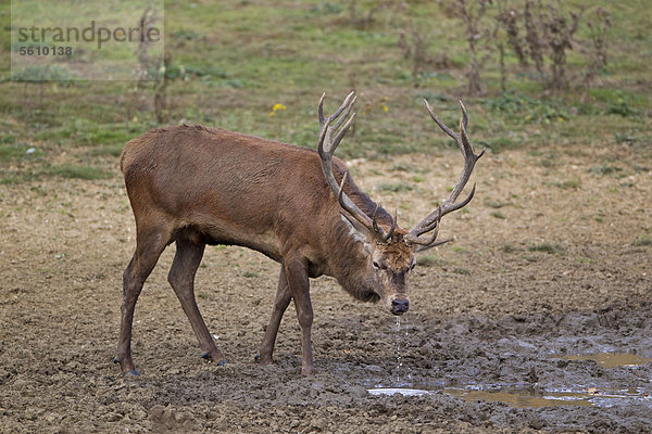 Rothirsch (Cervus elaphus)  Hirsch  beim Trinken aus Suhle  während der Brunftzeit  Minsmere RSPB Reserve  Vogelschutzreservat  Suffolk  England  Großbritannien  Europa