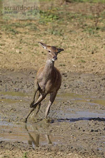 Rothirsch (Cervus elaphus)  Kalb beim Laufen durch den Schlamm  während der Brunftzeit  Minsmere RSPB Reserve  Vogelschutzreservat  Suffolk  England  Großbritannien  Europa