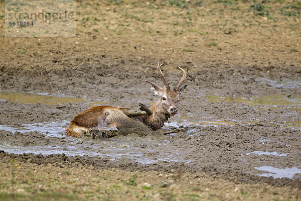 Rothirsch (Cervus elaphus)  Hirsch beim Suhlen im Schlamm während der Brunftzeit  Minsmere RSPB Reserve  Vogelschutzreservat  Suffolk  England  Großbritannien  Europa