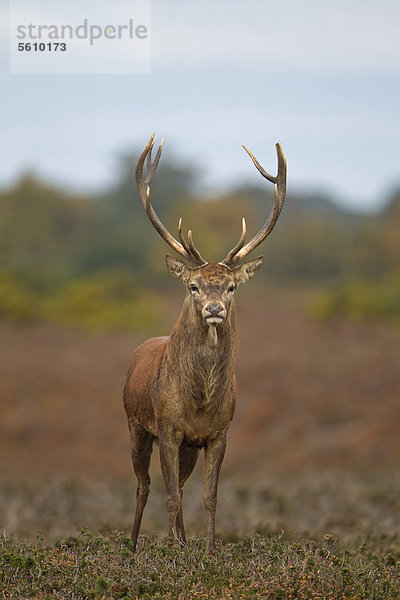 Rothirsch (Cervus elaphus)  Hirsch  im Stand in Heidelandschaft während der Brunftzeit  Minsmere RSPB Reserve  Vogelschutzreservat  Suffolk  England  Großbritannien  Europa