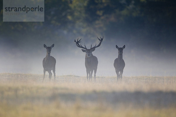 Rothirsche (Cervus elaphus)  Hirsch und Hirschkühe stehen im Nebel in der Morgendämmerung  während der Brunftzeit  Helmingham Halle Deer Park  Suffolk  England  Großbritannien  Europa